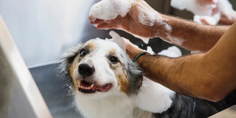 Top 10 Dog Shampoos for Every Need