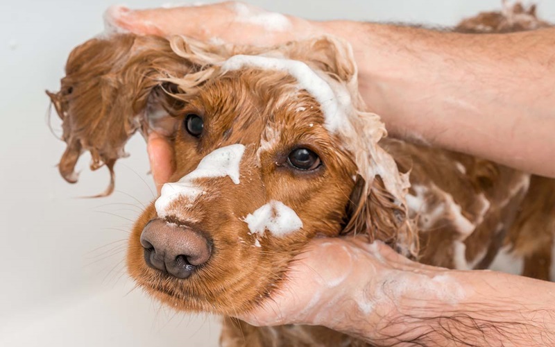 Top 10 Dog Shampoos for Itchy Skin: Relief for Your Furry Friend