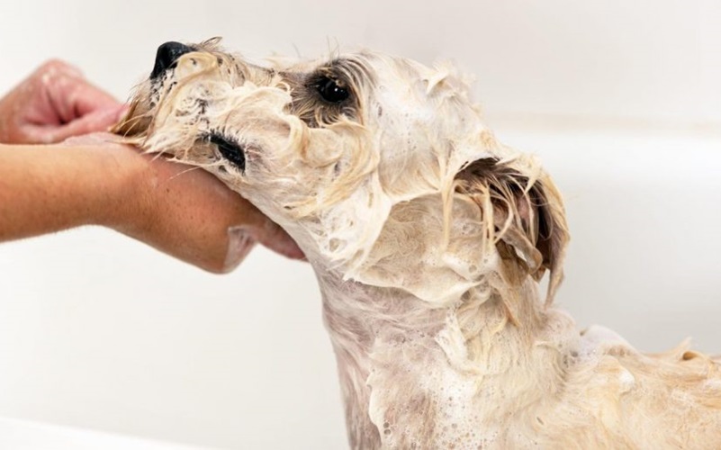 Top 10 Dog Shampoos for Itchy Skin: Soothing Solutions for Your Pet