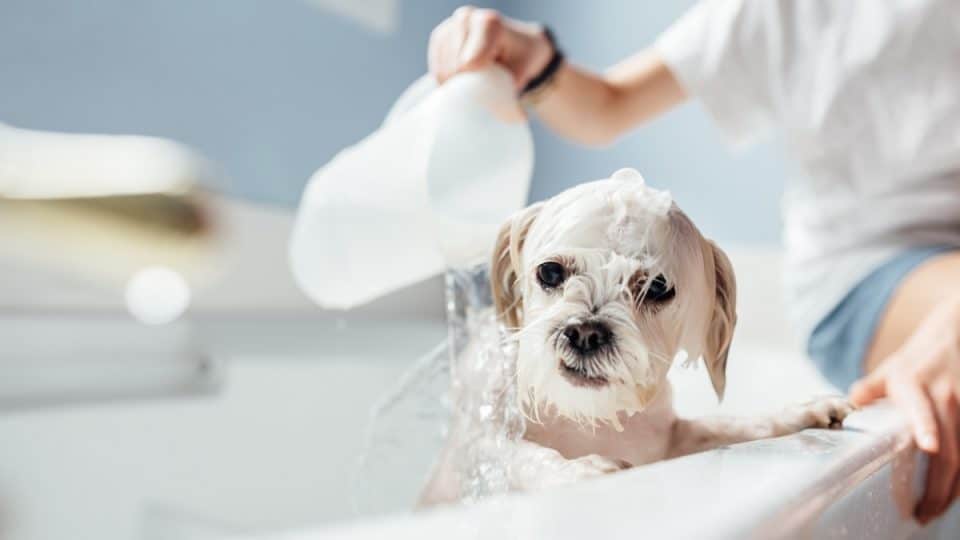 Top 10 Dog Shampoos for Shedding