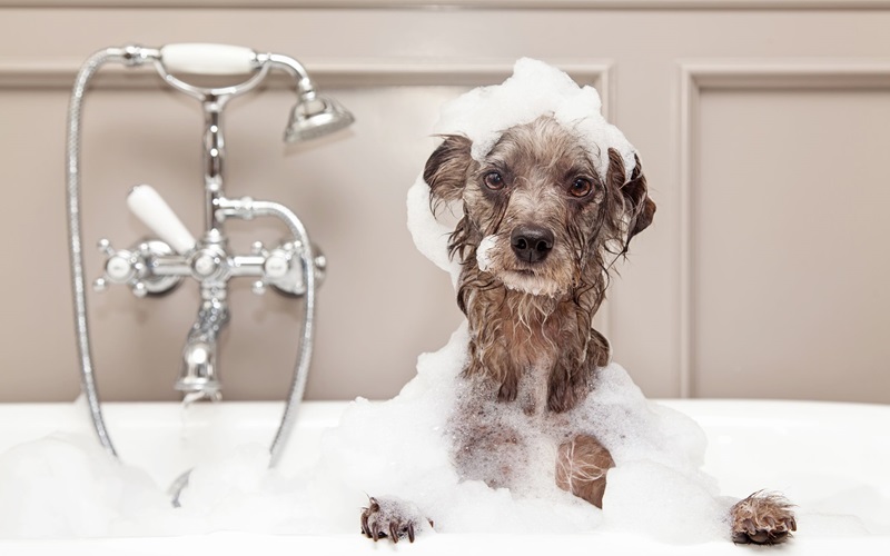 Top 10 Dog Shedding Shampoos to Keep Your Home Fur-Free