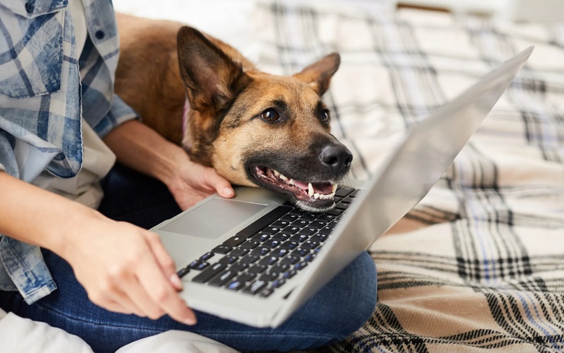 Top 10 Essential Websites Every Pet Owner Should Bookmark