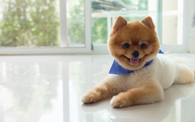 Top 10 Floor Cleaners Safe for Pets: Keeping Your Home Sparkling and Pet-Friendly