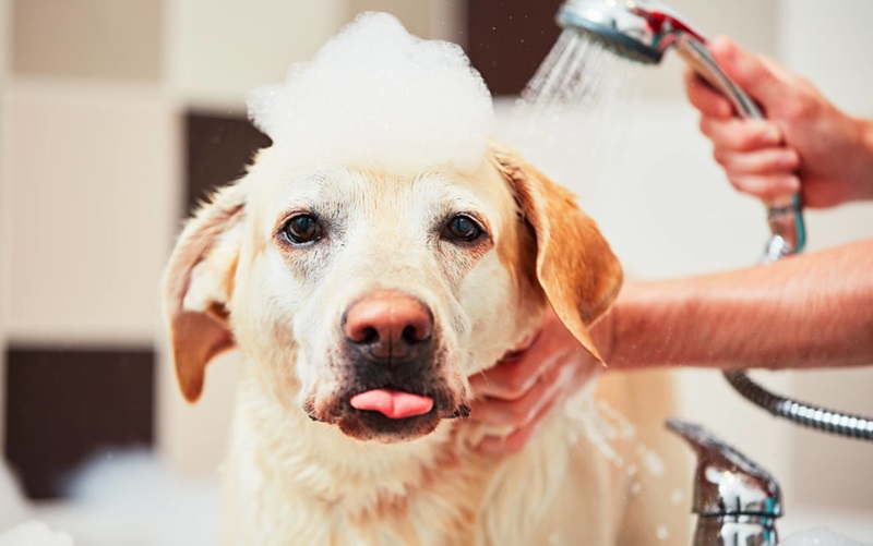 Top 10 Itch-Relief Shampoos for Dogs: Soothe Your Pet's Skin Today