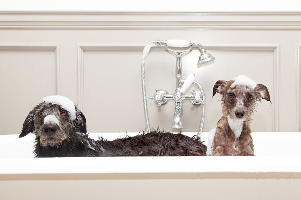 Top 10 Itch-Relief Shampoos for Dogs