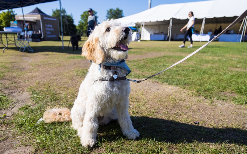 Top 10 Perfect Pet Presents for Owners to Show Your Appreciation