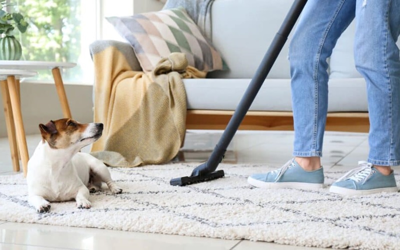 Top 10 Pet-Safe Disinfectants: Keep Your Home Clean and Pet-Friendly