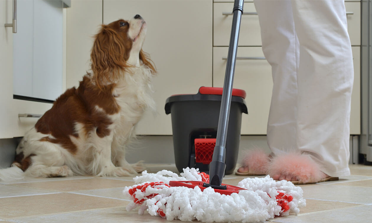 Top 10 Pet-Safe Disinfectants