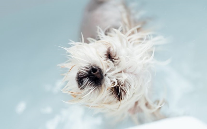 Top 10 Shampoos to Combat Dandruff in Dogs: Keep Your Pet's Skin Healthy