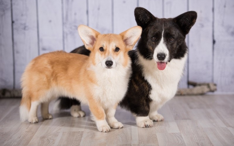 Top 10 Shedding Shampoos for Dogs: Keep Your Home Fur-Free