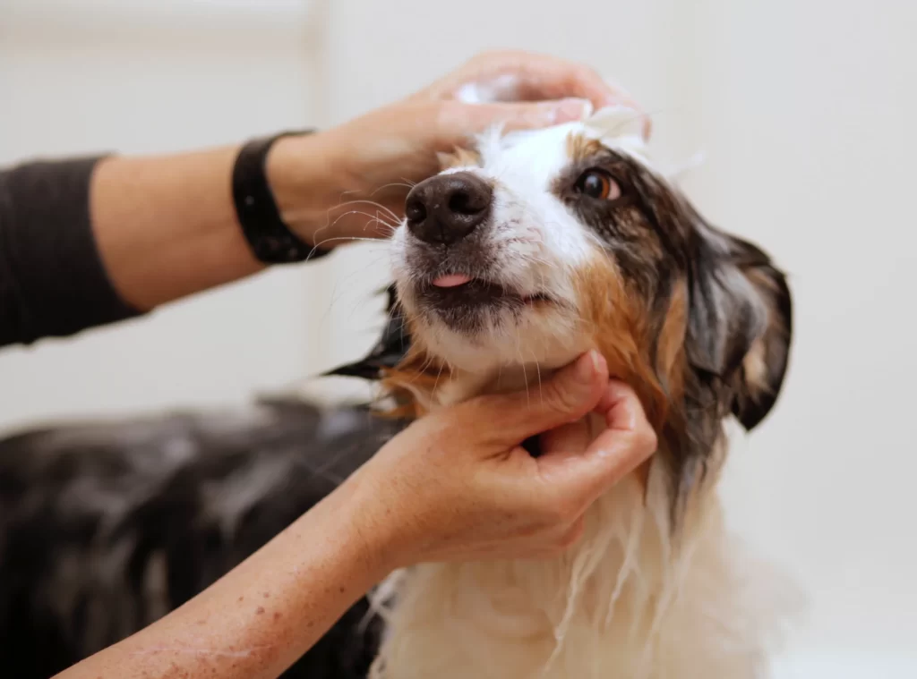 Top 10 Tick Shampoos for Dogs: Keep Your Furry Friend Pest-Free