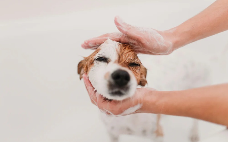 Top 10 Tick Washes for Dogs Keep Your Furry Friend Tick-Free