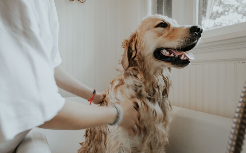 Top 5 Best Tick Shampoos for Dogs: Keep Your Furry Friend Pest-Free