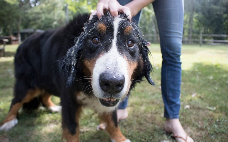 Top 5 Puppy Dandruff Shampoos: Keep Your Pup's Skin Flake-Free