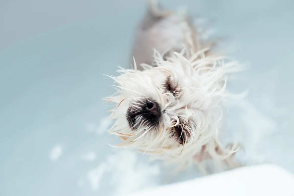 Top Dandruff Shampoos for Dogs