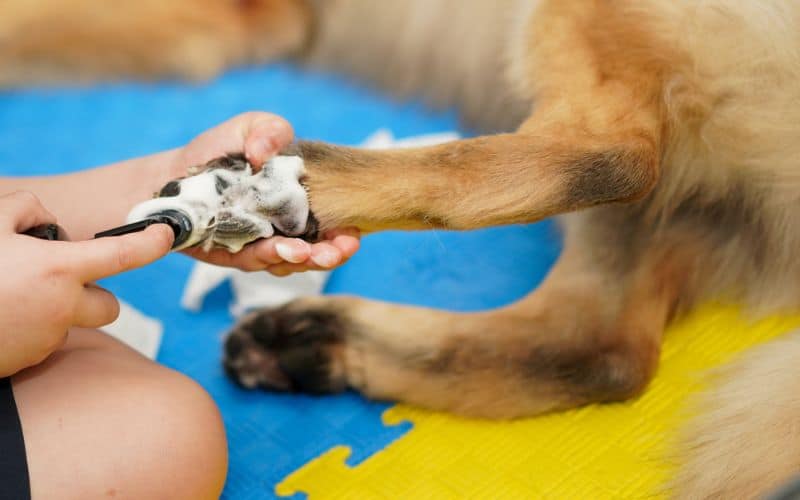 Top Dog-Safe Floor Cleaners for a Spotless and Pet-Friendly Home