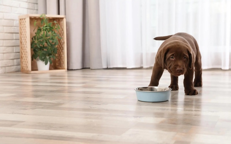 Top Flooring Choices for Pet Owners: Finding the Perfect Match