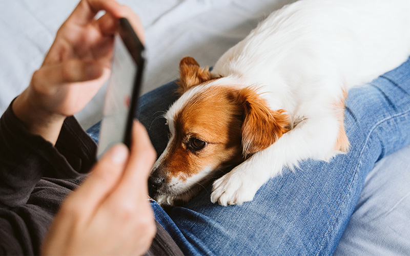 Top Pet Care Tips from the Reddit Community: Insights from Pet Owners