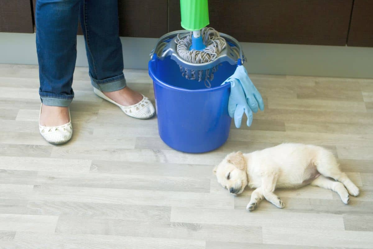 Top Pet-Friendly Floor Cleaners