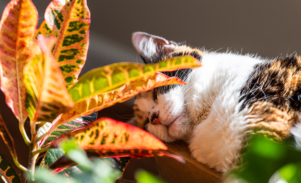 Top Pet-Friendly Plants at Home Depot