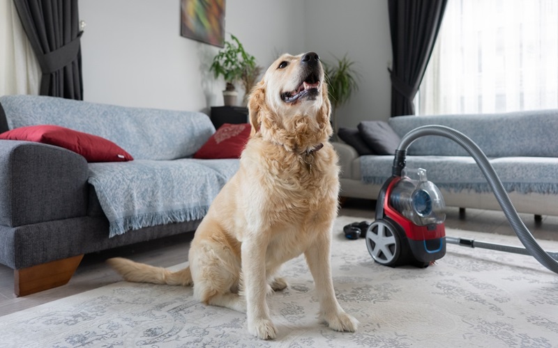 Top-Rated Home Carpet Cleaners for Pet Owners: Reviews and Recommendations