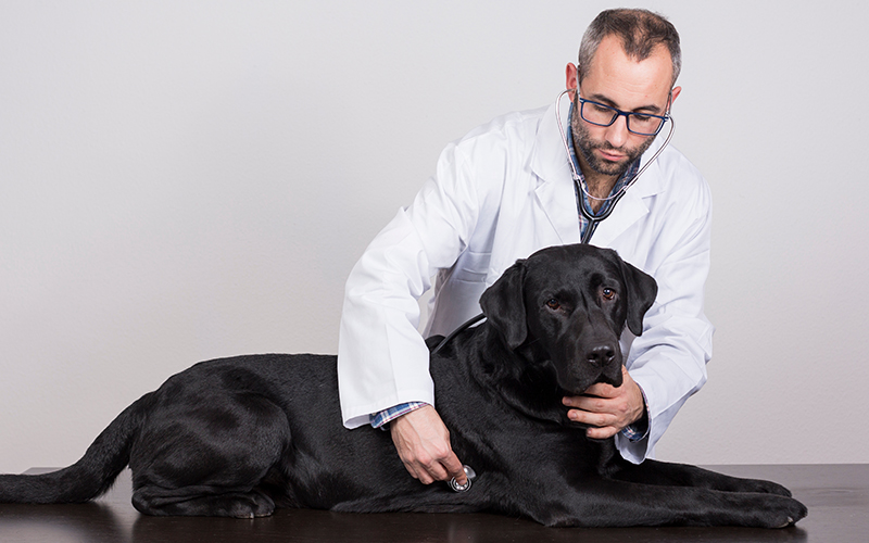 Uncovering the Myths: Common Misconceptions About Chronic Pain in Pets