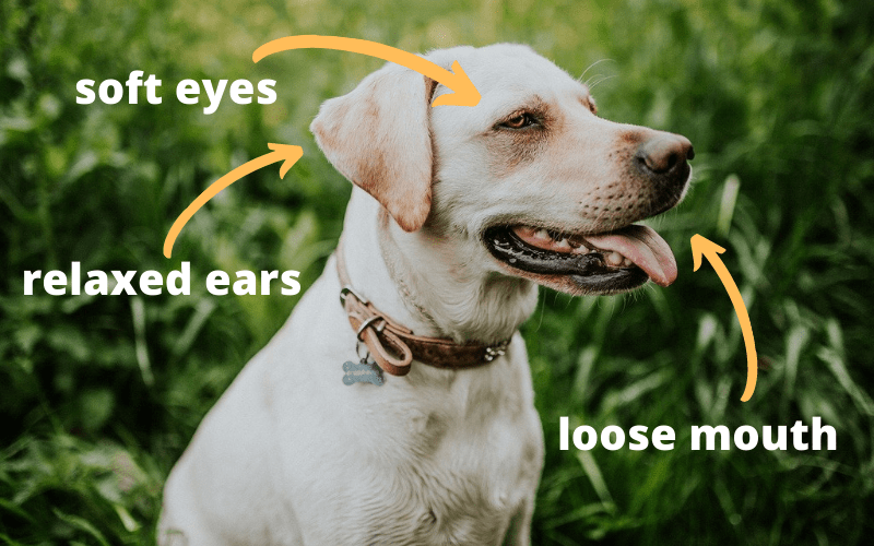 Understanding Pet Body Language