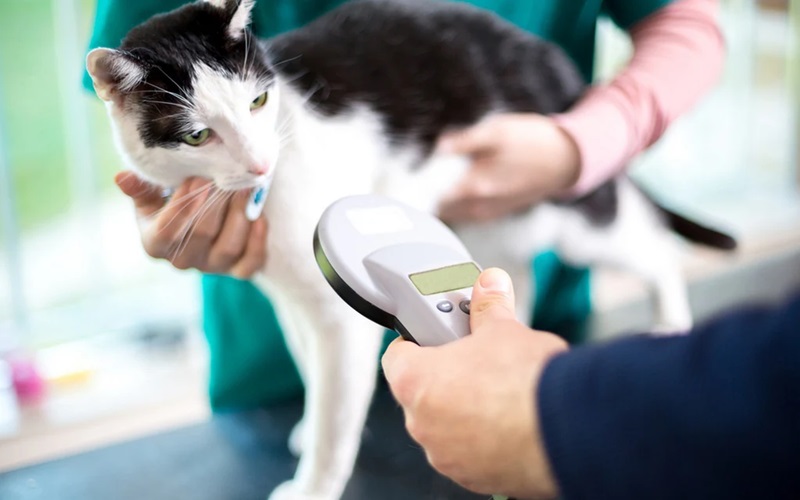 Understanding Stray Pet Owners' Rights in Nevada: The Importance of Microchipping