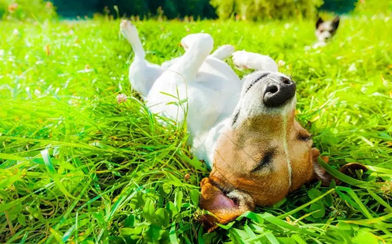 Understanding Your Dog's Heat Cycle: A Comprehensive Guide for Pet Owners