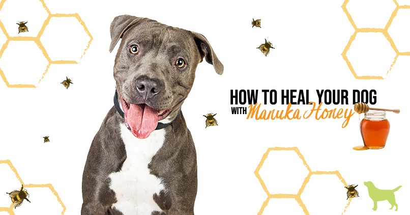 Understanding the Benefits of Manuka Honey for Dogs