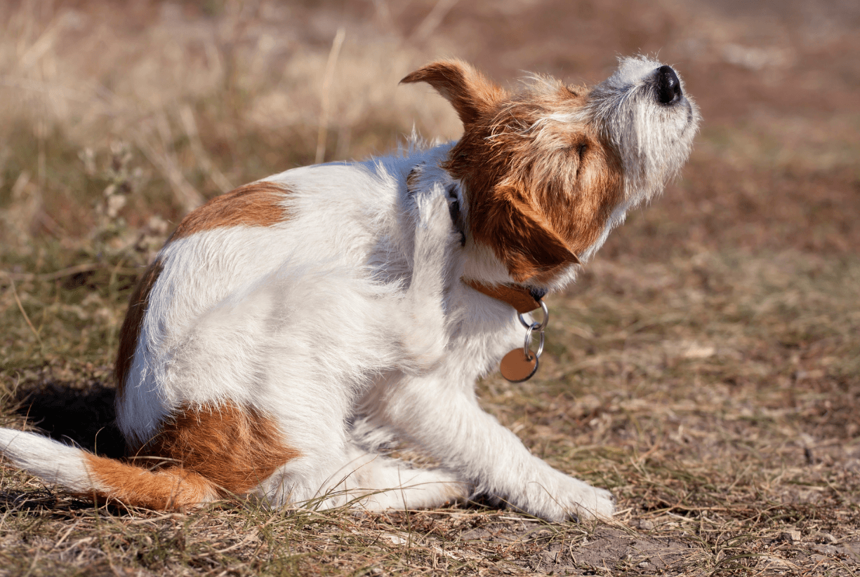 Understanding the Causes of Itchy Skin in Dogs