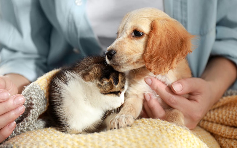 Understanding the Social-Cultural Environment of Pet Owners