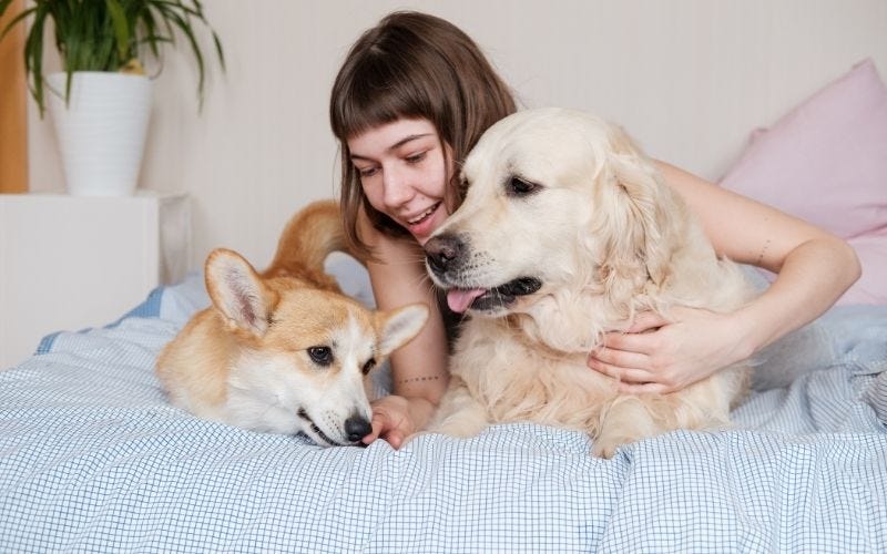 Understanding the Wants and Needs of Modern Pet Owners: A Comprehensive Guide