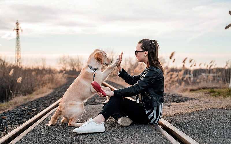 Unmasking the Truth: When Pet Owners Fake Service Animal Status