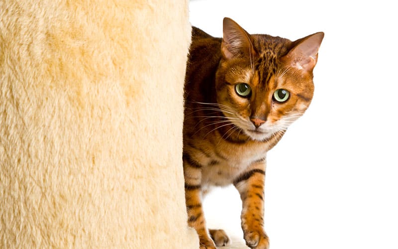 Unraveling the Mystery: Why Do Pet Cats Sometimes Attack Their Owners?