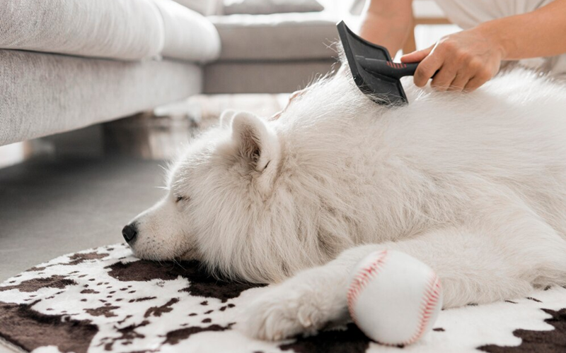 Untangle the Mess: Simple Steps to Remove Mats from Your Dog's Hair