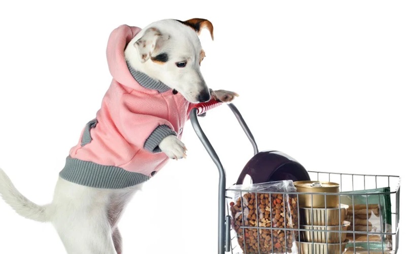 Top Places Showdog Owners Shop for Premium Pet Supplies