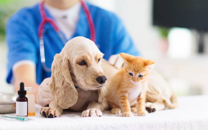 What Are Pet Vaccinations?