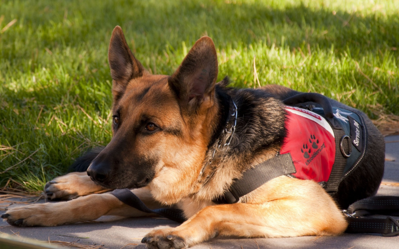 What Are Service Animals?