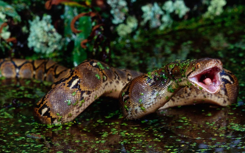 When Pets Turn Predators: The Chilling Reality of Snakes Eating Their Owners