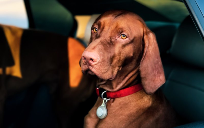 Why Choose Private Transport for Pets