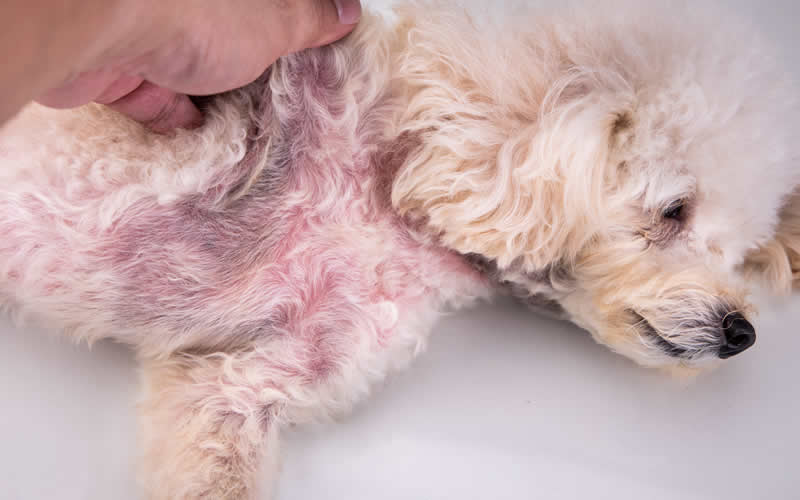 Why Do Dogs Get Itchy Skin?