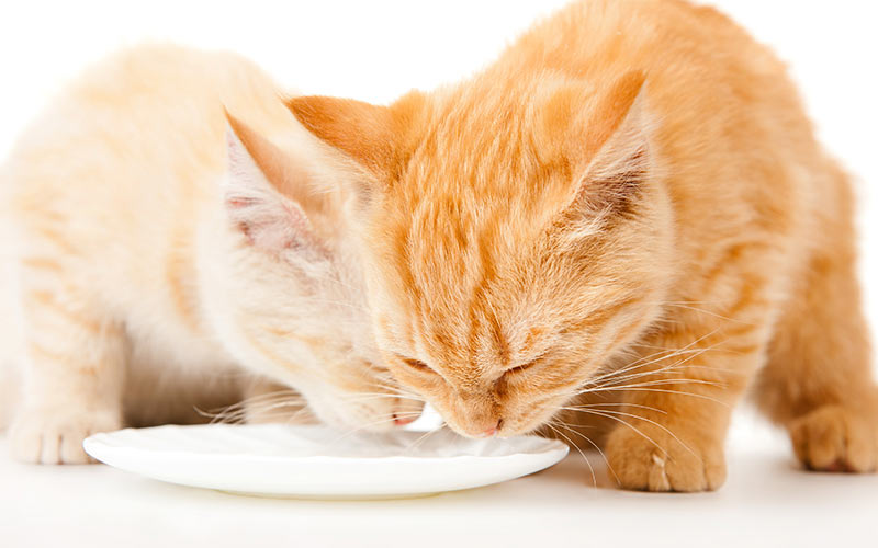 Why Milk Isn't Good for Most Cats