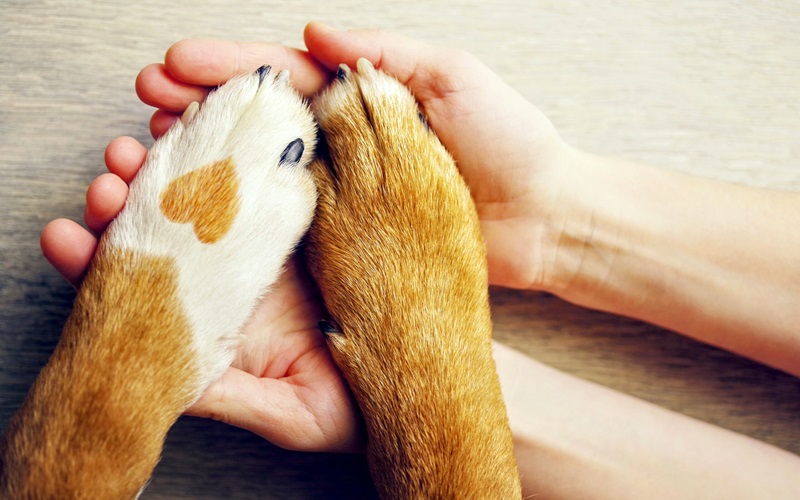 Surprising Stats: What Percentage of Pet Owners Skip Hand Washing?