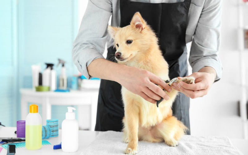 How Many Pet Owners Rely on Professional Groomers? Discover the Statistics