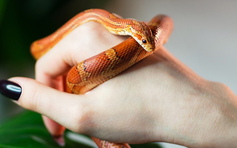 Uncovering the Truth: Why Released Pet Snakes Aren't Blamed for Infestations