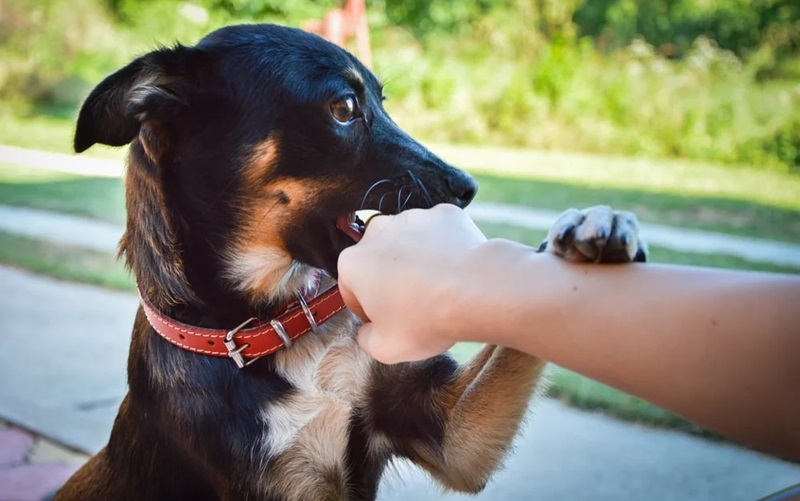 Understanding Dog Behavior: Why Your Pet Might Bite You