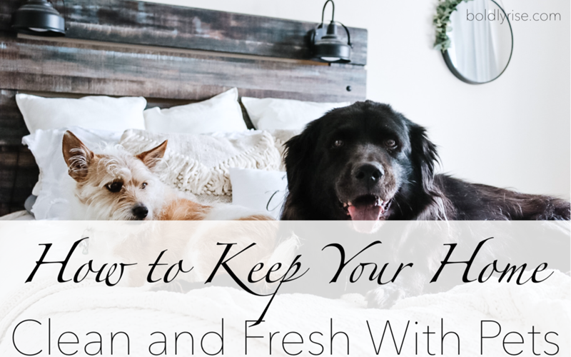 Keep Your Home Fresh: The Importance of Regular Upholstery Cleaning for Pet Owners