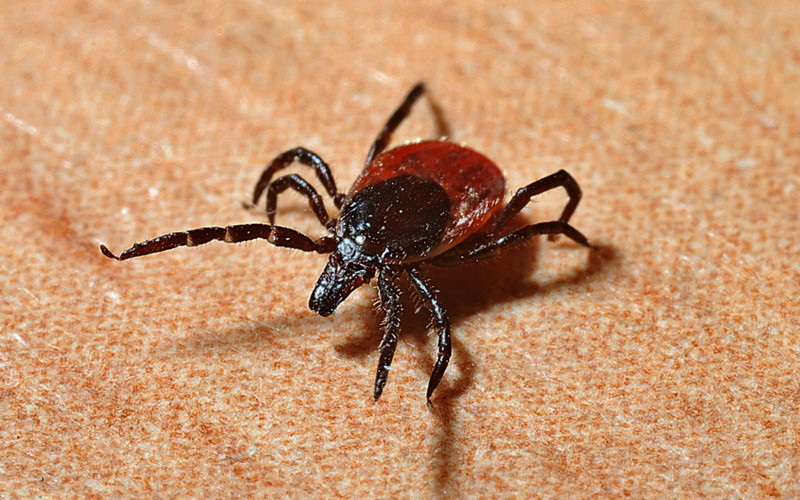 Additional Tick Prevention Tips