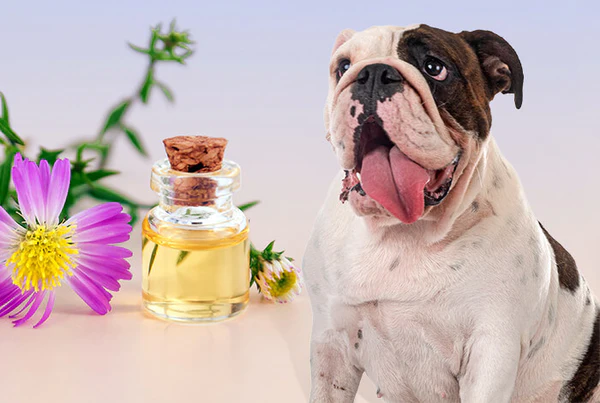 Applications of Cedarwood Oil for Dogs